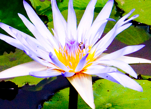 Blumensymbolik